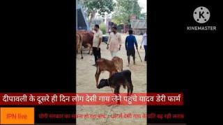 योगी सरकार का सपना हो रहा सच... UP के लोगों में देसी गाय के प्रति बढ़ रही ललक