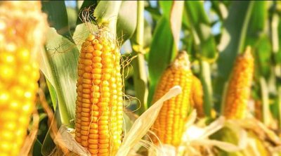 17 दिसंबर को कानपुर में आयोजित की जाएगी मक्का की राज्य स्तरीय कार्यशाला