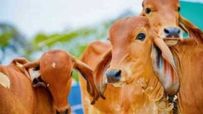 UP में 'काऊ टूरिज्म' की संभावनाएं तलाशेगी योगी सरकार, ग्रामीण अर्थव्यवस्था को मिलेगी नई पहचान