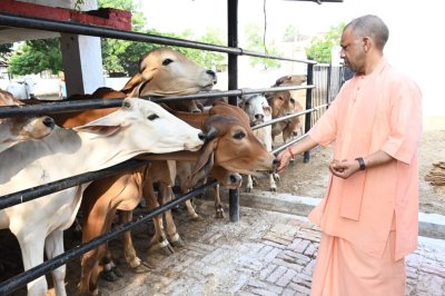 गोसेवा में रमे सीएम योगी, गोवंश को खिलाया गुड़